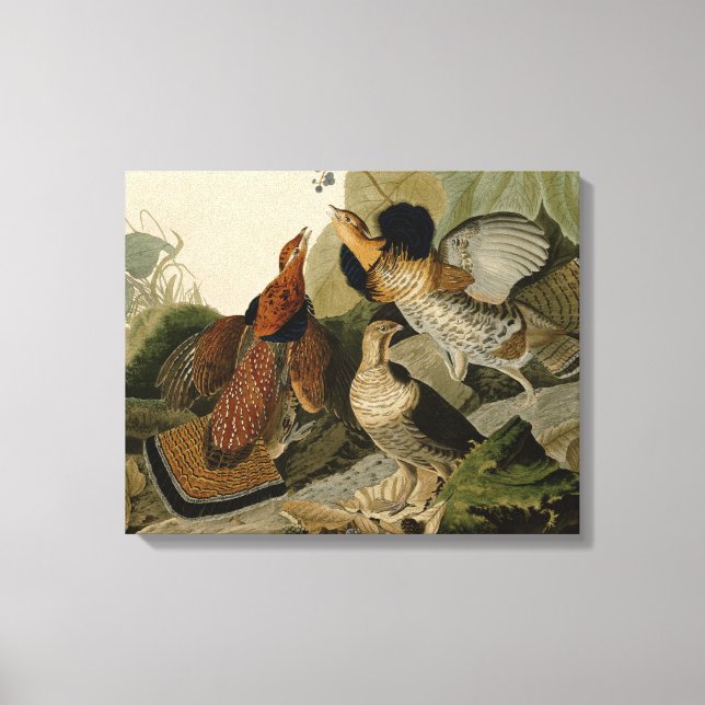 Ruffed Grouse Audubon Game Bird Canvas Print (Front)