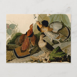 Ruffed Grouse Audubon Game Bird Postcard
