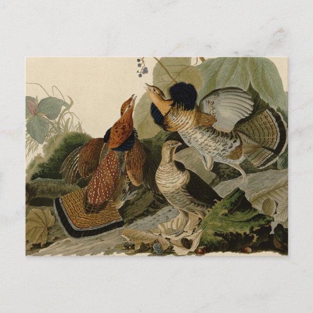 Ruffed Grouse Audubon Game Bird Postcard (Front)