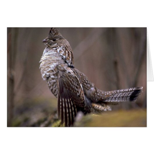 Ruffed Grouse Cards (Front Horizontal)