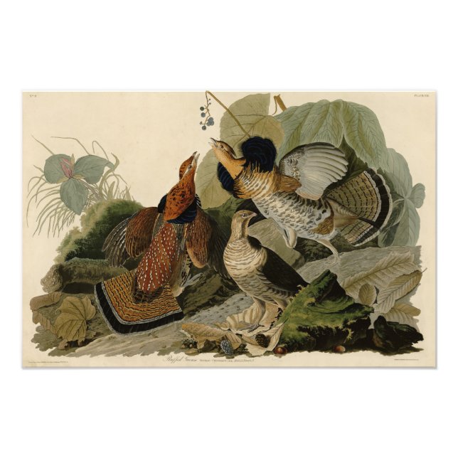 Ruffed Grouse - from Audubon's Birds of America Photo Print (Front)