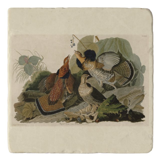 Ruffed Grouse - from Audubon's Birds of America Trivet (Front)