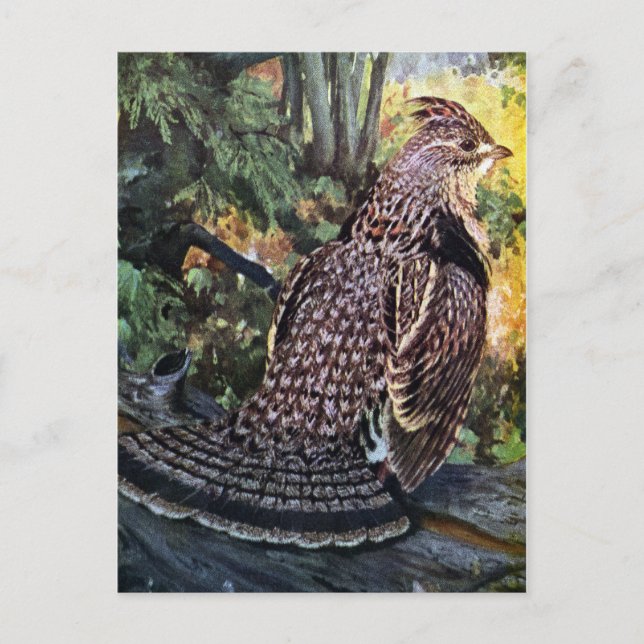 Ruffed Grouse in the Forest Postcard (Front)