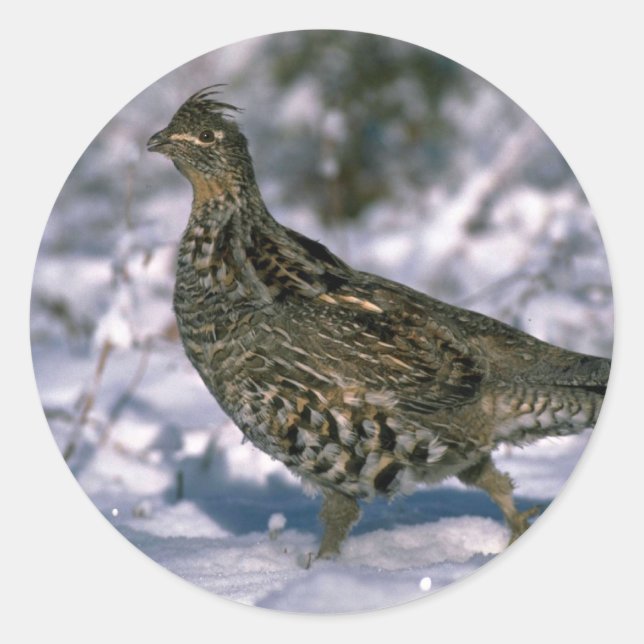 Ruffed grouse standing in snowy woods classic round sticker (Front)