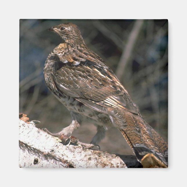 Ruffed grouse standing on a birch log magnet (Front)