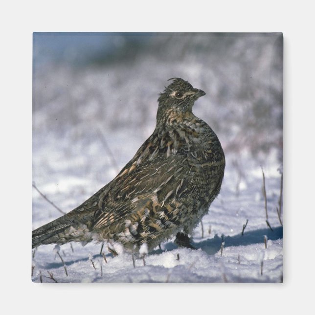 Ruffed grouse standing on snowy ground magnet (Front)