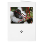 Ruffed lemur card (Back)