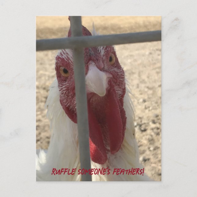 Ruffle Someone's Feathers Chicken Card (Front)