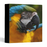 Ruffled Blue and Gold Macaw 3 Ring Binder