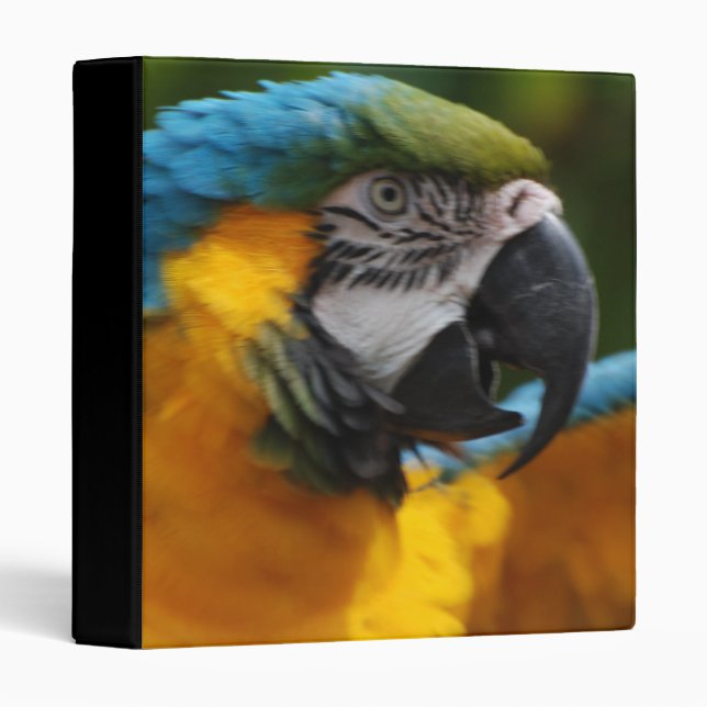 Ruffled Blue and Gold Macaw 3 Ring Binder (Front/Spine)