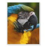 Ruffled Blue and Gold Macaw Temporary Tattoos