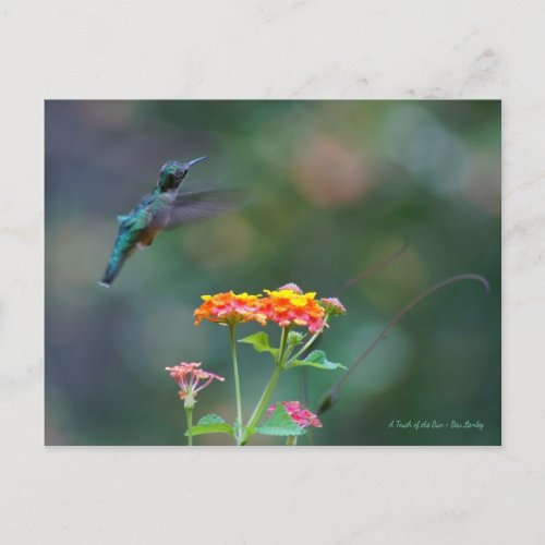 Ruffled Feathers  Hummingbird flying Postcard