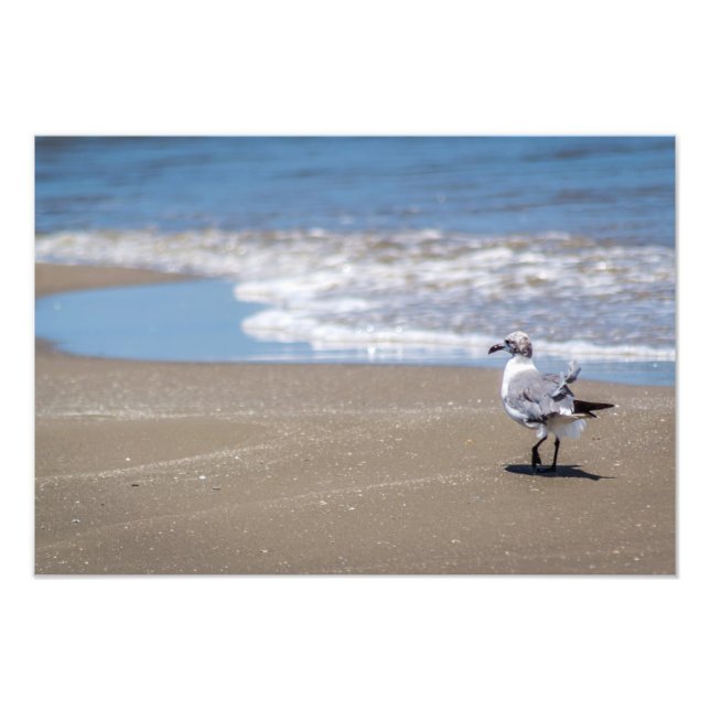 Ruffled Feathers Photo Print (Front)