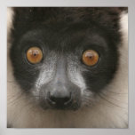 Ruffled Lemur Posters