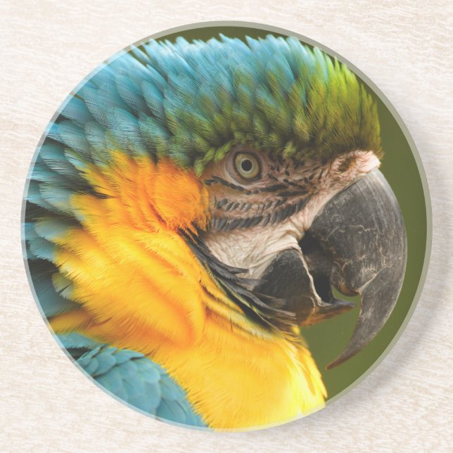ruffled macaw sandstone coaster (Front)