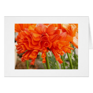 Ruffled ranunculus cards