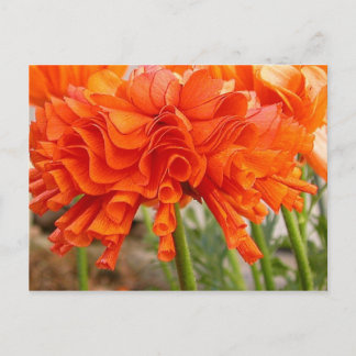 Ruffled Ranunculus Postcard