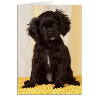 RUFFLES A BLACK CAVALIER KING CHARLES SPANIEL CARDS