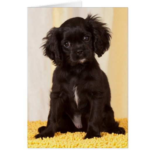 RUFFLES A BLACK CAVALIER KING CHARLES SPANIEL CARDS (Front)