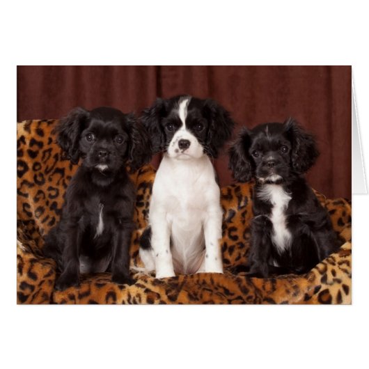 Ruffles, Micah and Ace Cards (Front Horizontal)