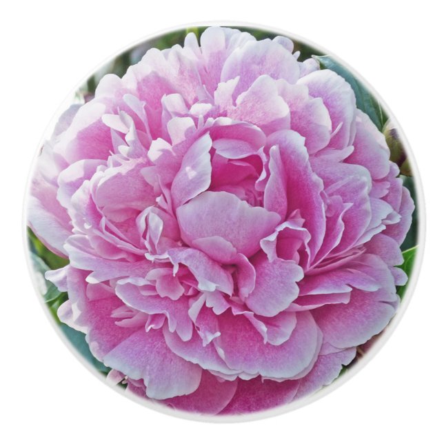 "Ruffles Of Pink Peony" Ceramic Knob (Front)