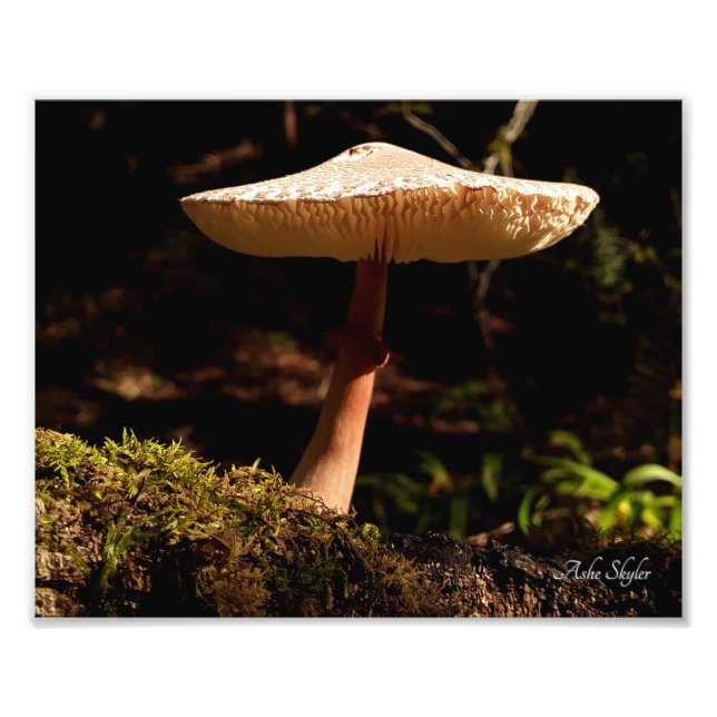 Ruffles Photo Print (Front)