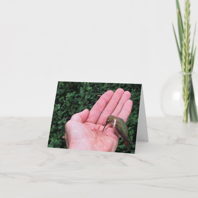 Rufous/Allen's Hummingbird • Joe Sweeney - card (Front)