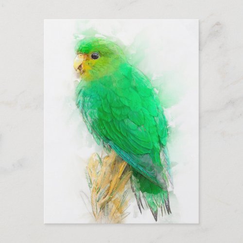 Rufous_fronted Parakeet Portrait Postcard