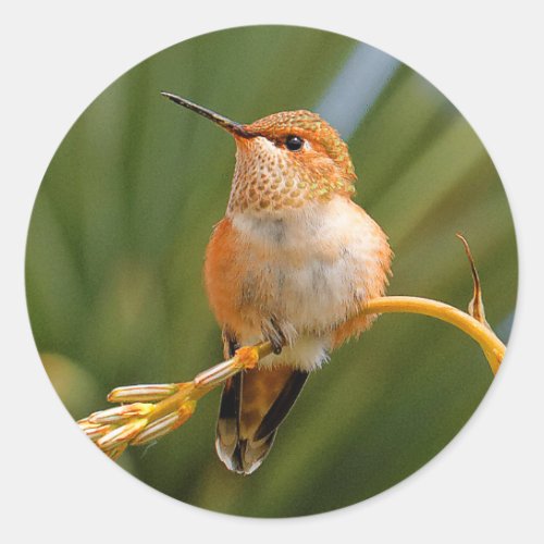 Rufous Hummingbird at Rest Classic Round Sticker