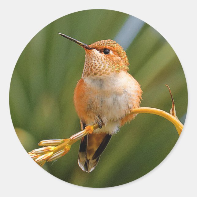 Rufous Hummingbird at Rest Classic Round Sticker (Front)