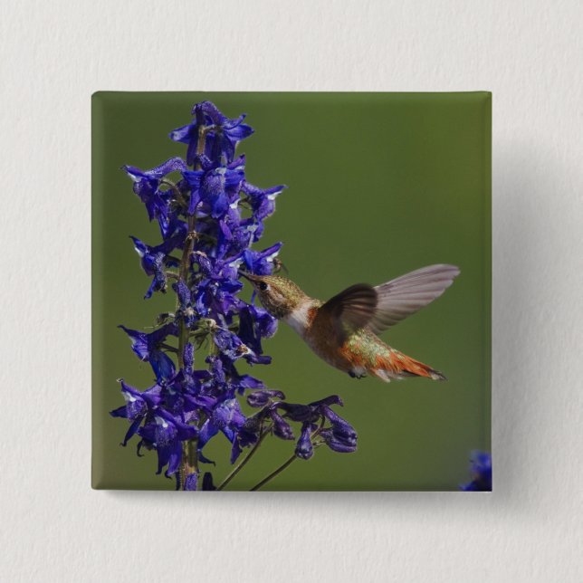 Rufous Hummingbird Button (Front)