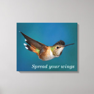 Rufous Hummingbird Canvas Print