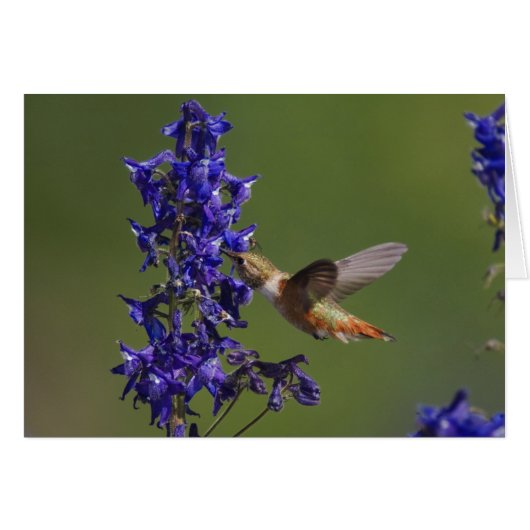 Rufous Hummingbird Cards (Front Horizontal)