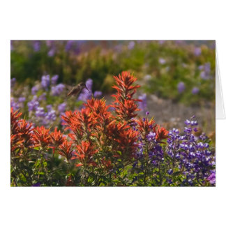 Rufous Hummingbird Cards