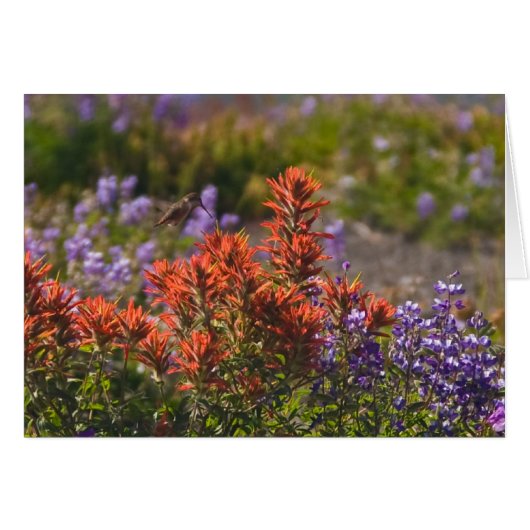 Rufous Hummingbird Cards (Front Horizontal)