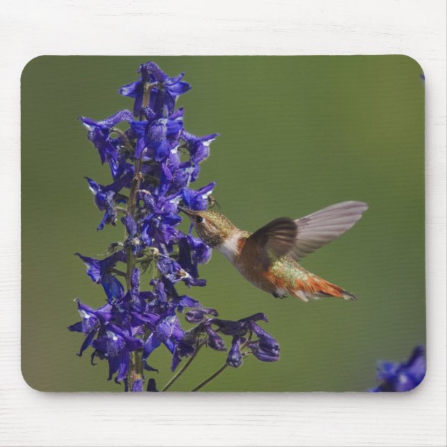 Rufous Hummingbird Mouse Pad (Front)