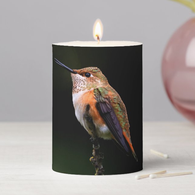 Rufous Hummingbird on the Hybrid Fruit Tree Pillar Candle (In Situ)