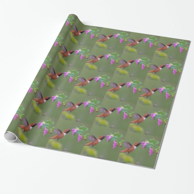 Rufous Hummingbird on Wild Rose Wrapping Paper (Unrolled)