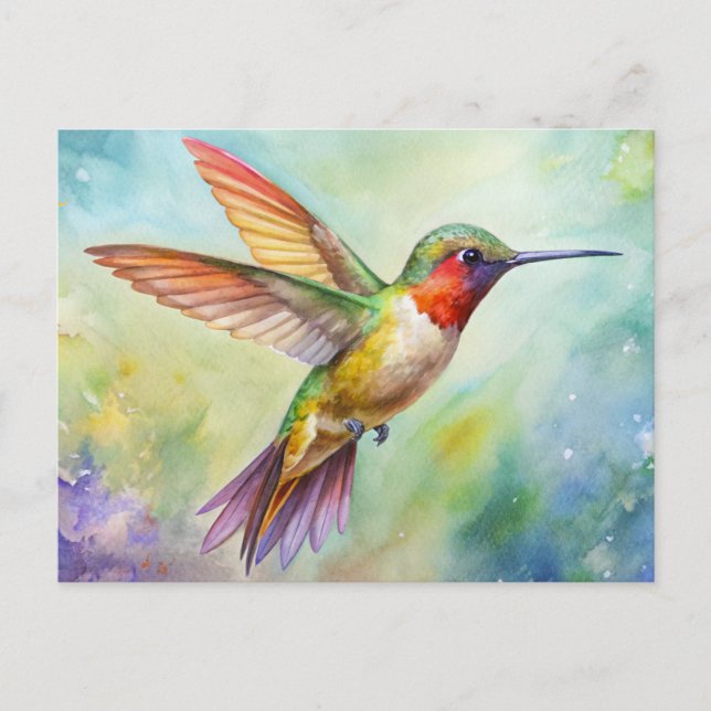 Rufous Hummingbird painting Postcard (Front)