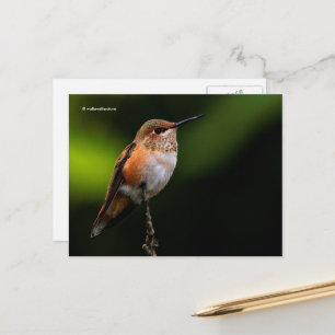 Rufous Hummingbird Perches on Fruit Tree Postcard