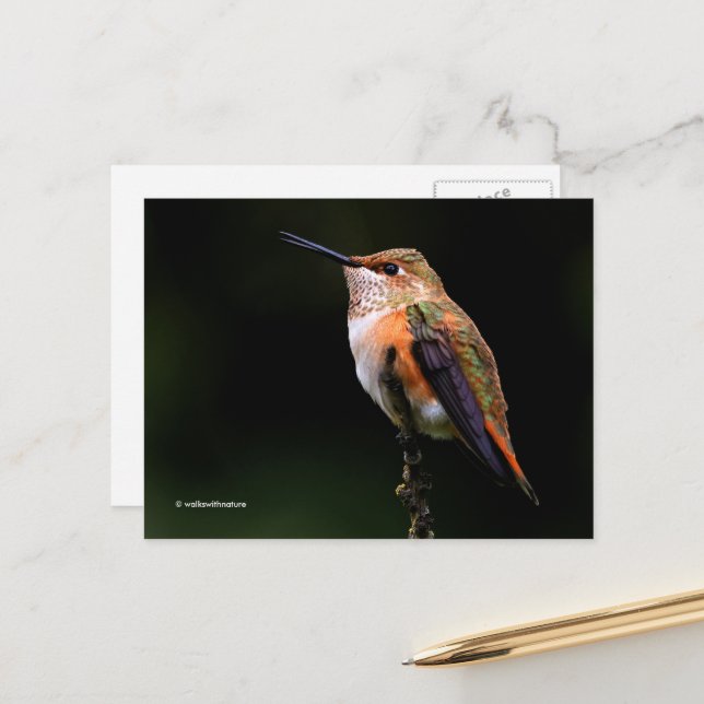 Rufous Hummingbird Perches on Fruit Tree Postcard (Front/Back In Situ)