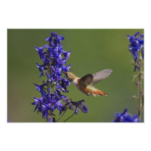 Rufous Hummingbird Photo Print