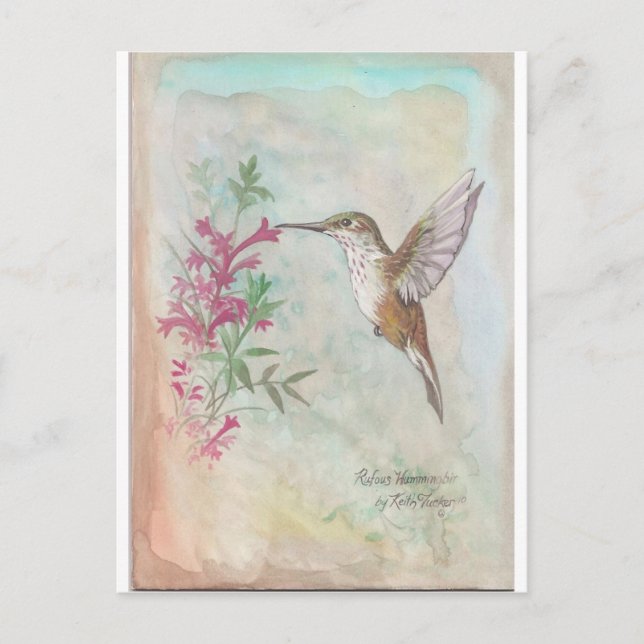 Rufous Hummingbird Postcard (Front)