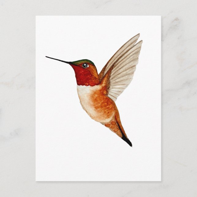 Rufous Hummingbird Postcard (Front)
