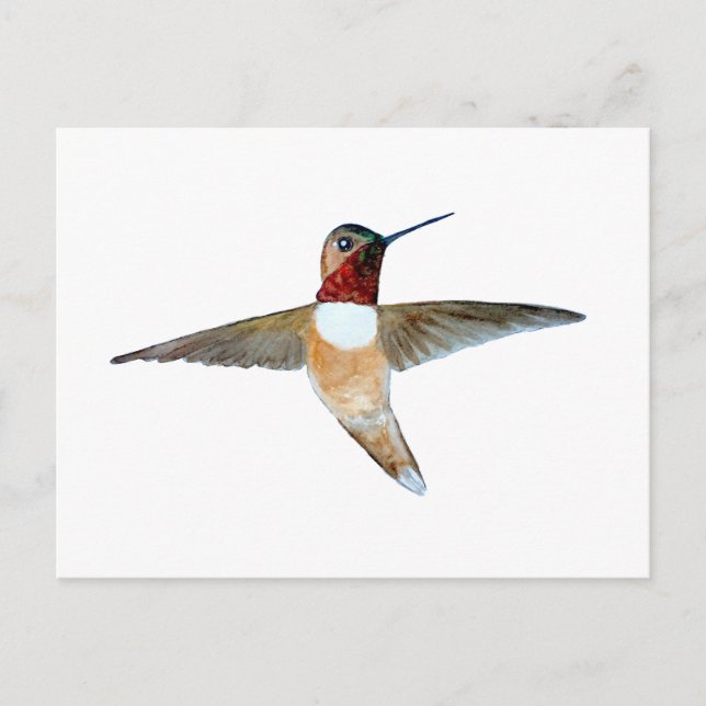 Rufous Hummingbird Postcard (Front)