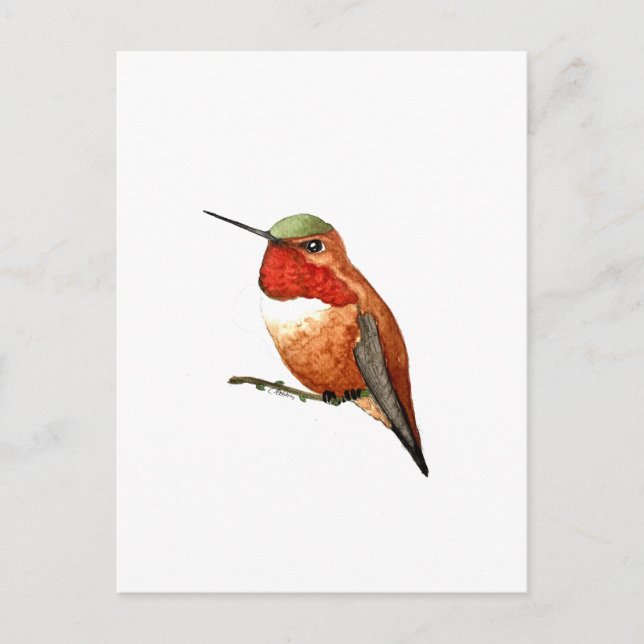 Rufous Hummingbird Postcard (Front)