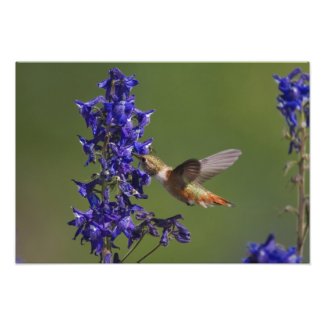Rufous Hummingbird, Selasphorus rufus, female Photo Print