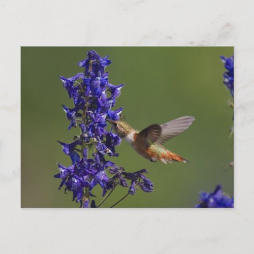 Rufous Hummingbird Selasphorus rufus female Postcard