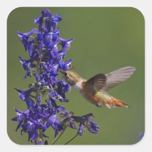 Rufous Hummingbird Selasphorus rufus female Square Sticker