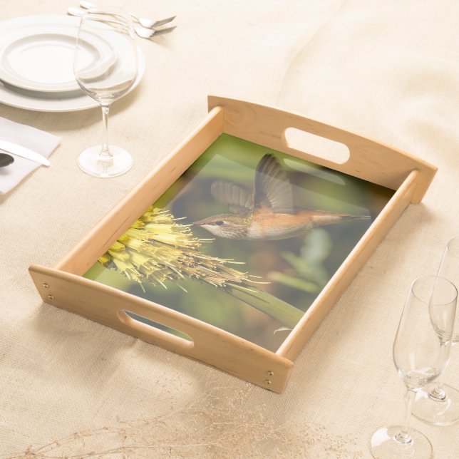 Rufous Hummingbird Sipping Kniphofia Nectar Serving Tray (Front)